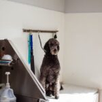 A collection of essential dog grooming tools including brushes, clippers, and combs for maintaining a pet's coat and hygiene.