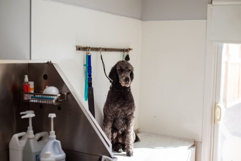 A collection of essential dog grooming tools including brushes, clippers, and combs for maintaining a pet's coat and hygiene.
