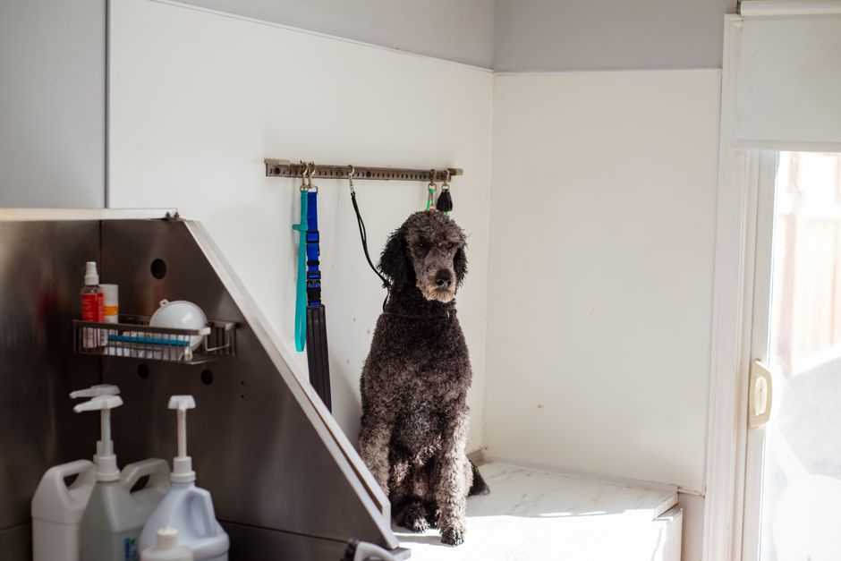 A collection of essential dog grooming tools including brushes, clippers, and combs for maintaining a pet's coat and hygiene.
